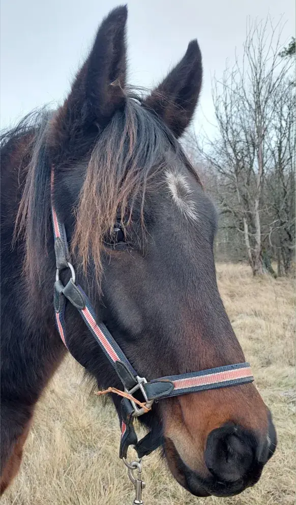 Häst – kurs i massage