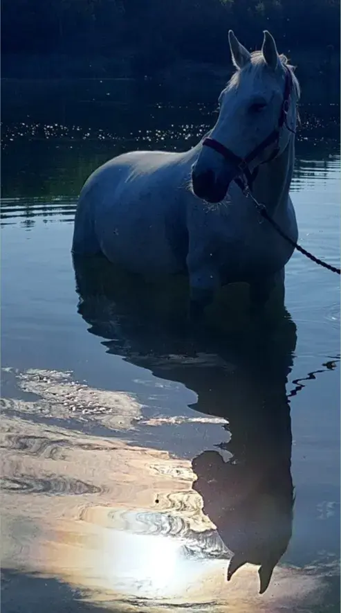 Häst – massage